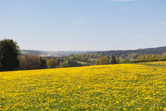 Fototapeta Germany, North Rhine Westfalia, Eifel, Kalterherberg region, Common Dandelions (Taraxacum sect. Ruderalia) growing in grassy field in Spring