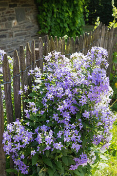Germany, North Rhine Westfalia, Eifel, Monschauer Land, Monschau region, village Hoefen, Old fence and blue bell flowers (Campanula patula)