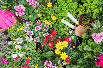 Colorful freshly potted summer flowers and herbs