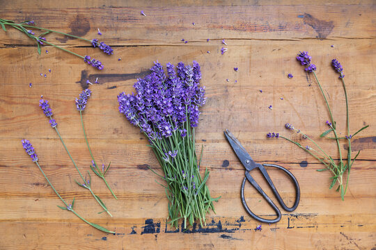 Bunch of lavender (Lavandula angustifolia) on wooden table
