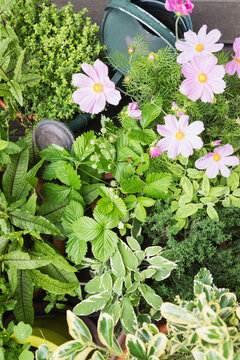 Various culinary herbs growing on balcony
