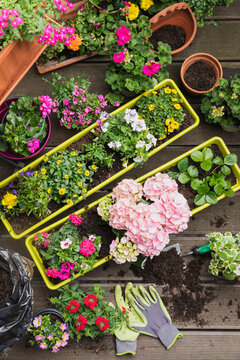 Colorful freshly potted summer flowers