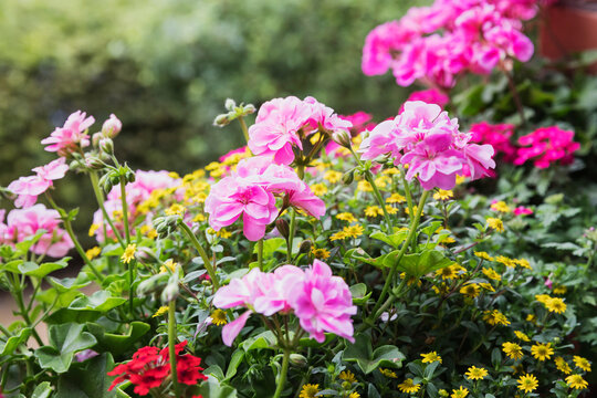 Pelargoniums, verbena and Mexican creeping zinnia (Sanvitalia procumbens) blooming in summer