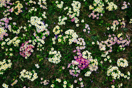 Flower meadow with many primroses in different colours