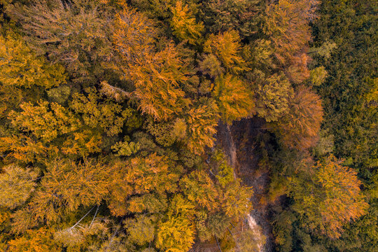 Austria,&Ocirc;&oslash;&Omega;Lower Austria, Aerial view of autumn forest