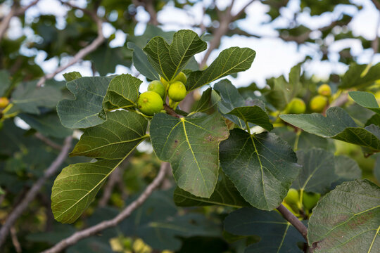 Italy, Liguria, Cinque Terre, fig tree