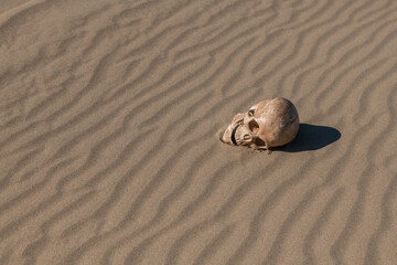 Fototapeta na wymiar A dummy of a human skull lies on the sand in the desert