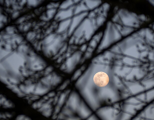 Germany, Low angle view of full moon glowing through tree branches