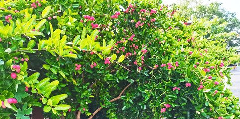 Fototapeta premium tropical Carissa carandas,Carunda,Karonda seeds ripe colorful on tree,vintage tone.