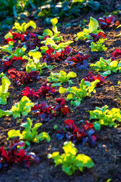 Germany, Lollo&Ocirc;&oslash;&Omega;Rosso lettuce growing in vegetable garden