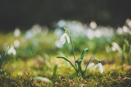 Snowdrops