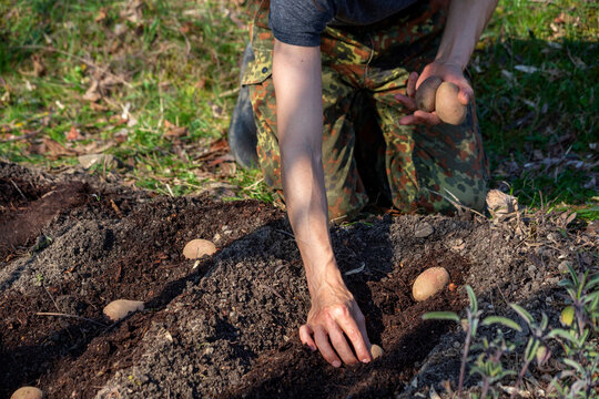 Man planting potato