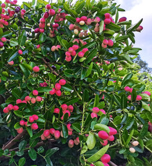 tropical Carissa carandas,Carunda,Karonda seeds ripe colorful on tree,vintage tone.