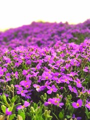 Obraz premium flowers in the garden