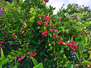 tropical Carissa carandas,Carunda,Karonda seeds ripe colorful on tree,vintage tone.
