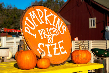 Pumpkins Priced by size sign for pumpkin patch