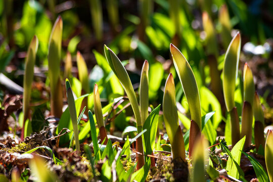 Germany, Solomons seals growing in spring