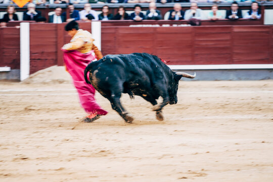 Bullfighting, torero and bull