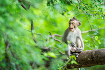 A baby monkey sits alone in a tree in the tropical forest.