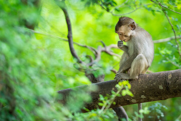 Naklejka na ściany i meble A baby monkey sits alone in a tree in the tropical forest.