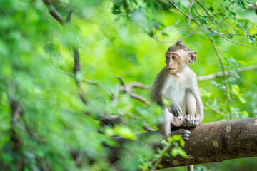 A baby monkey sits alone in a tree in the tropical forest.