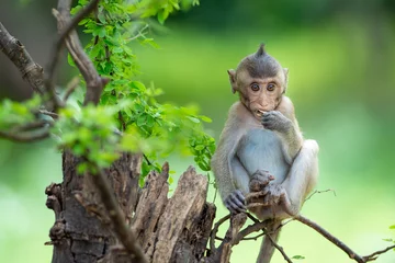 Zelfklevend Fotobehang Baby monkey sitting on the tree eating food. © sompao