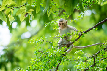 The baby monkey clambered on the tree.