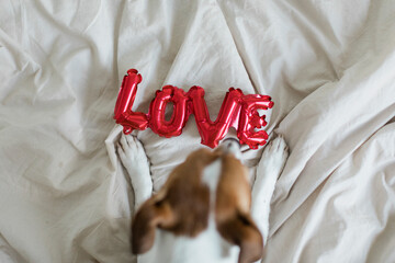 Dog on bed with love foil balloon, from above