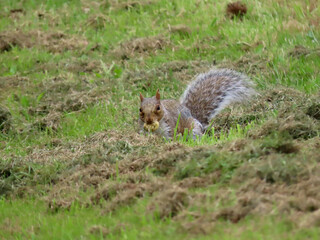 Eastern gray squirrel or Sciurus carolinensis on a mowed lawn digging a hole for his stash of hidden food