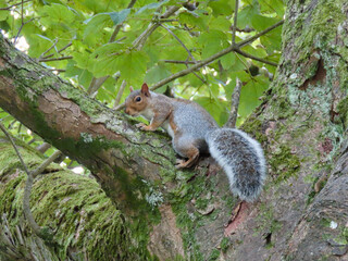 Eastern gray squirrel or Sciurus carolinensis on a tree branch