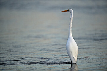 Great Egret -  Ardea alba