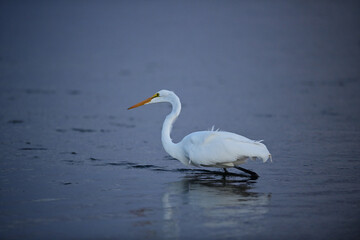 Fototapeta na wymiar Great Egret - Ardea alba