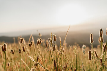 Close-up of dry cattail plants against sky during sunset
