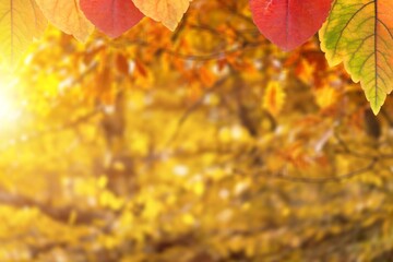 Orange autumn background from nature forest with trees