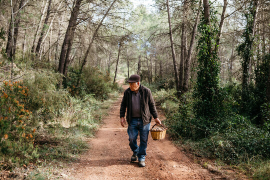 Senior man looking for mushrooms in the forest