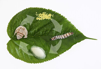 Silk moth silkworm life cycle important stages