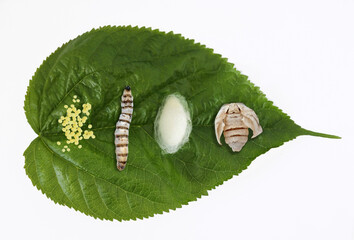 Silk moth silkworm life cycle important stages