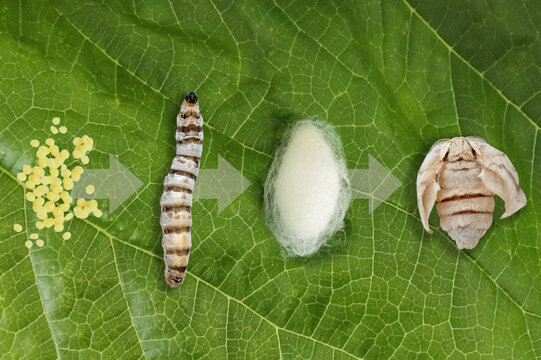 Standard White Worms 50 Silkworm Eggs 
