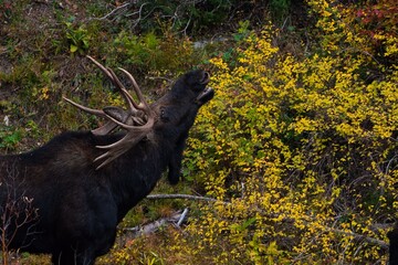 Fototapeta na wymiar moose in the woods 2