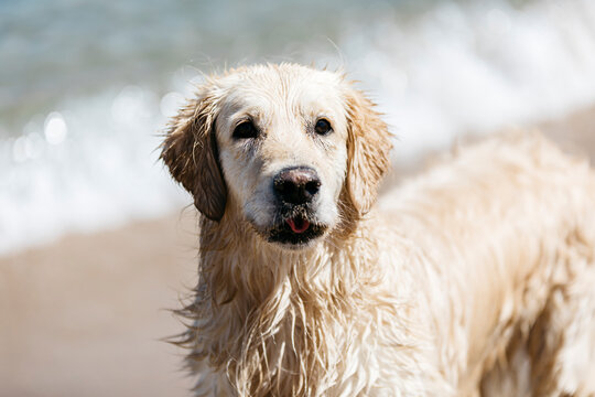 Portrait of wet Labrador Retriever on the beach