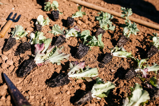 Lettuce prepared to be planted