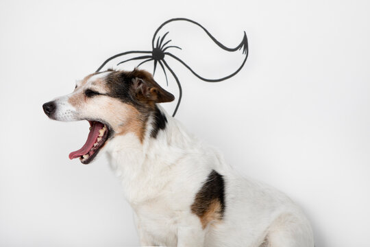 Portrait of yawning mongrel with drawn ponytail in front of white background