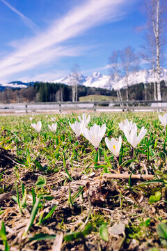 Corcusses in spring, Kitzbuehel, Austria