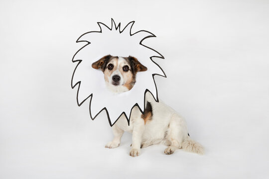 Portrait of mongrel with drawn lion's mane sitting in front of white background