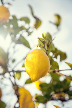 Lemon growing on lemon tree
