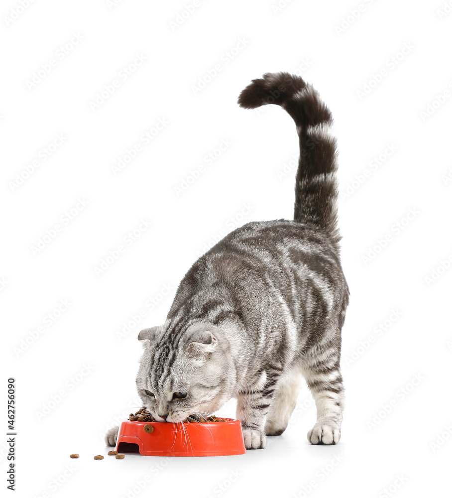 Wall mural Cute cat eating food from bowl on white background