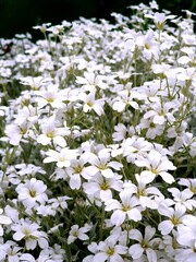 white flowers in the garden