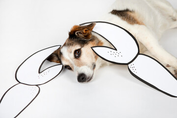 Portrait of mongrel with drawn pincers lying on white ground