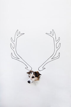 Portrait of mongrel with drawn deer antler on white ground