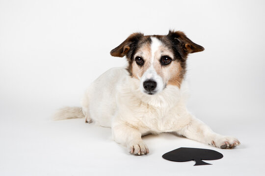 Portrait of mongrel with Ace Of Spades